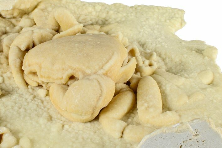 Fossil Crab (Potamon) Preserved in Travertine - Turkey #379420